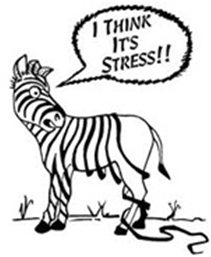 I think it's stress causing me not to sleep, think alcohol will help me sleep...not so, lovely zebra.