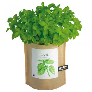 Greek columnar Basil keeps it flavor all season and it is a great deterent to keep flies away.