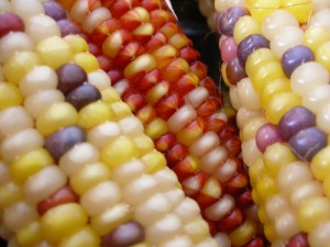 Indian corn is a beautiful way to bring the outdoors inside for autumn decorating.