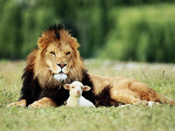 Not just another Catty Story: Take time to be friends with those who seem very different. Friends-Lion-and-the-Lamb by Veronica Romm is a Creative Commons image licensed under CC BY 2.0.